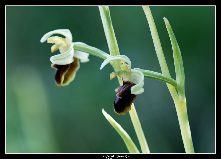 Ophrys sphegodes